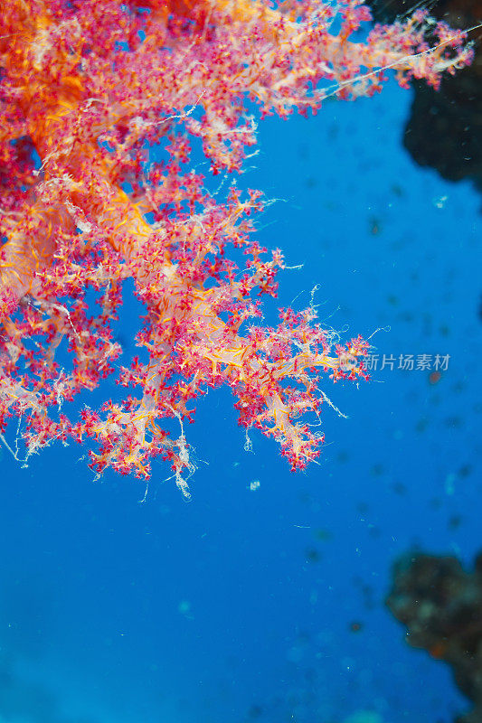 珊瑚礁繁殖多刺藻- Dendronephthya sp.热橙软珊瑚水肺潜水水下海洋生物海开花